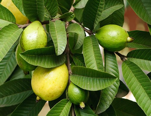 A plant compound might be the secret weapon against gum disease